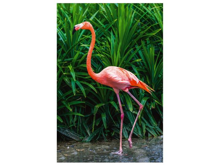 Alubild Eleganter Flamingo image LAND