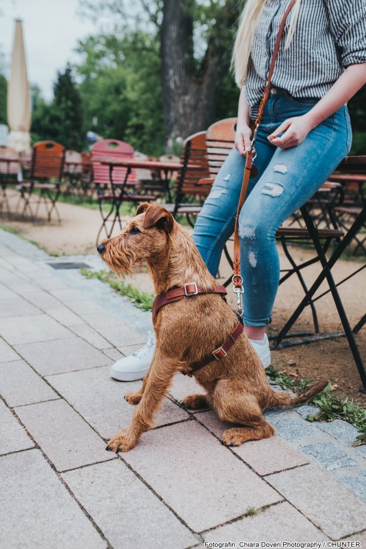 DOG SPORT HUNTER Geschirr Aalborg XS, cognac