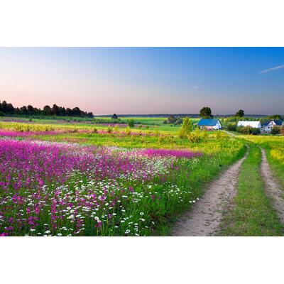 Fototapete PAPERMOON "Feldweg", bunt, B:3m L:2,23m, Vlies, Tapeten