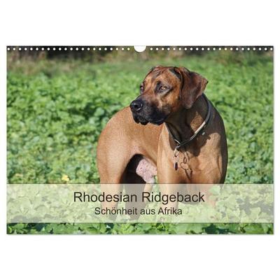 Rhodesian Ridgeback Schönheit aus Afrika (Wandkalender 2027 DIN A3 quer), CALVENDO Monatskalender