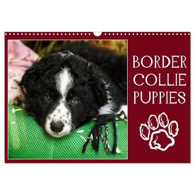 Border collie puppies (Calendrier mural 2027 DIN A3 vertical), CALVENDO calendrier mensuel