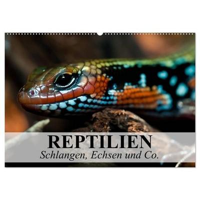 Reptilien Schlangen, Echsen und Co. (Wandkalender 2026 DIN A2 quer), CALVENDO Monatskalender