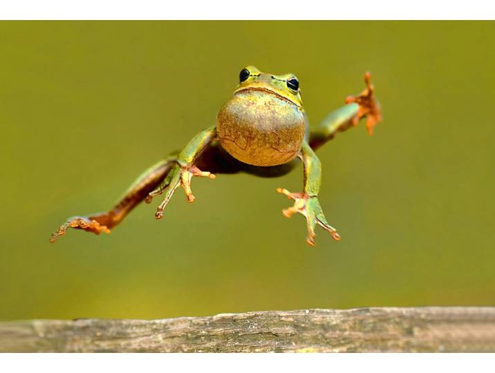 Fototapete PAPERMOON Springender Frosch , bunt, B:4,5m L:2,8m, Vlies, Tapeten, Fototapete