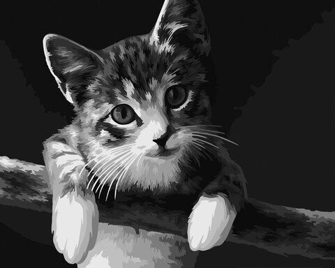 Malen nach Zahlen auf Keilrahmen "Katze", 50 x 40 cm
