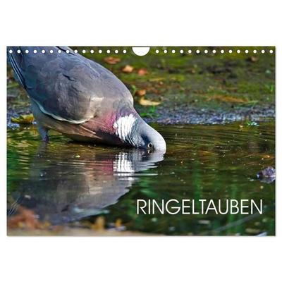 Ringeltauben (Wandkalender 2026 DIN A4 quer), CALVENDO Monatskalender