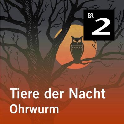 Tiere der Nacht: Ohrwurm - Silke Wolfrum, Audio, 4057664414212