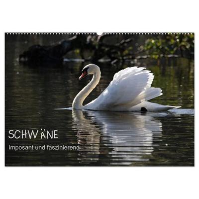 Schwäne - imposant und faszinierend (Wandkalender 2027 DIN A2 quer), CALVENDO Monatskalender