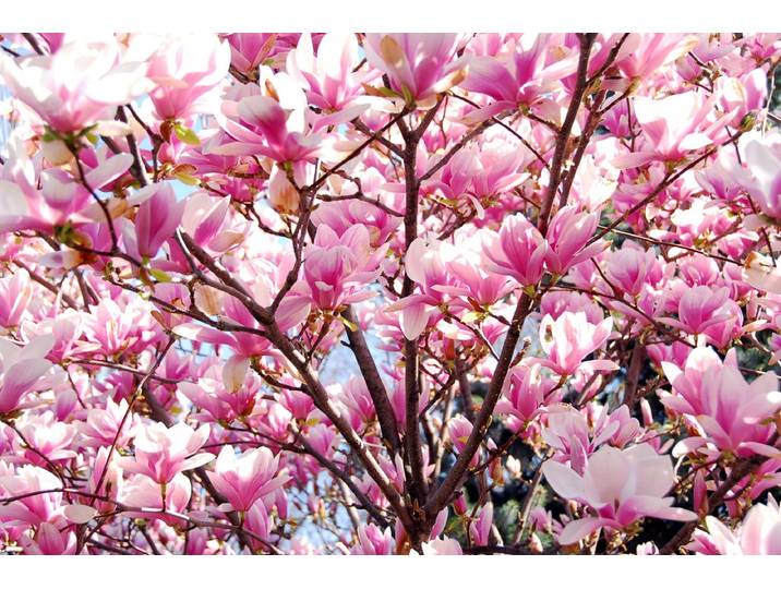 Fototapete PAPERMOON Blühende Magnolie , bunt, B:5m L:2,8m, Vlies, Tapeten, Fototapete