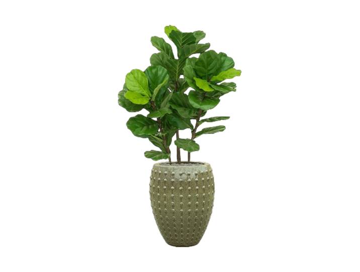 Pflanzen Arrangement „Fiddle Tree in Laos“ Ø 60 x 140-150 cm Keramik Baq Design