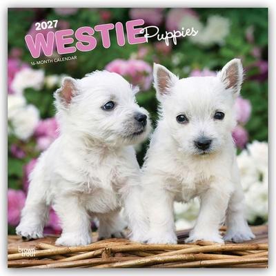 West Highland White Terrier Puppies – Westie Puppies – West Highland White Terrier Welpen – Westie Welpen 2027 – 16-Monatskalender