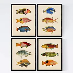 POSTER Set mit 4 Baltisch von 12 verschiedenen Fischen A3 Rahmenlos