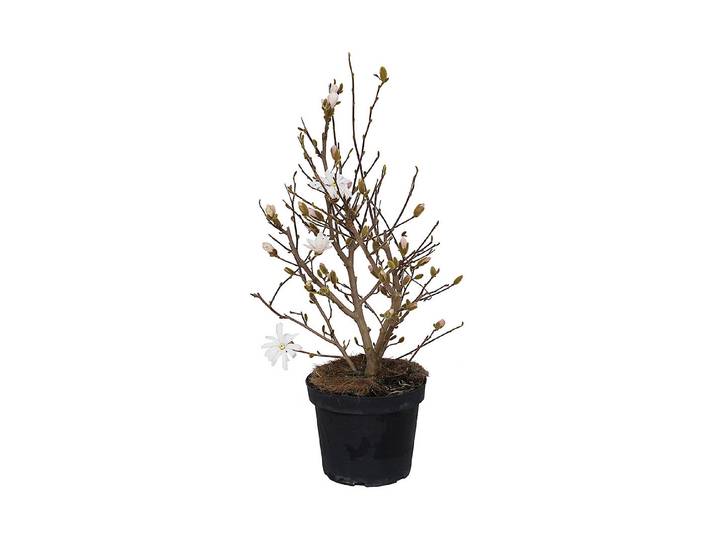 Sternmagnolie - Magnolia stellata 80-100cm inklusive Topf