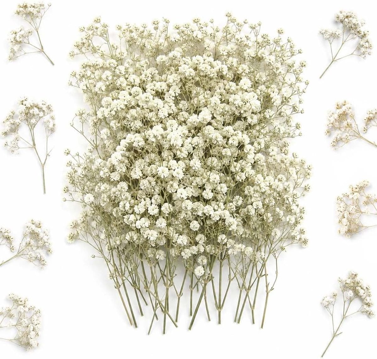 Natuurlijke gedroogde bloemen voor decoratie, boeketten en bruiloften