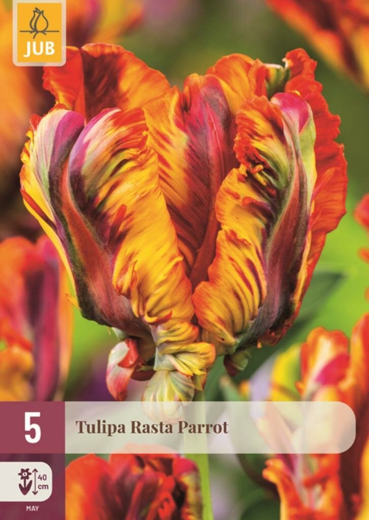 Jub Tulp Rasta Parrot 5 bollen