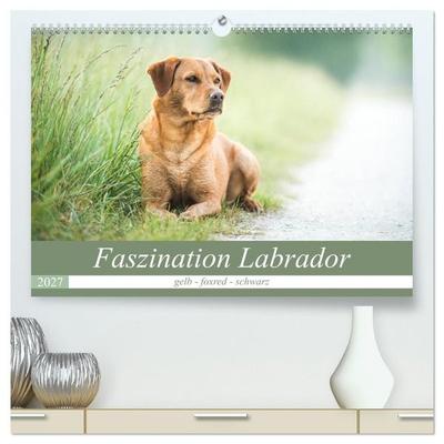 Faszination Labrador - gelb, foxred, schwarz (hochwertiger Premium Wandkalender 2027 DIN A2 quer), Kunstdruck in Hochglanz