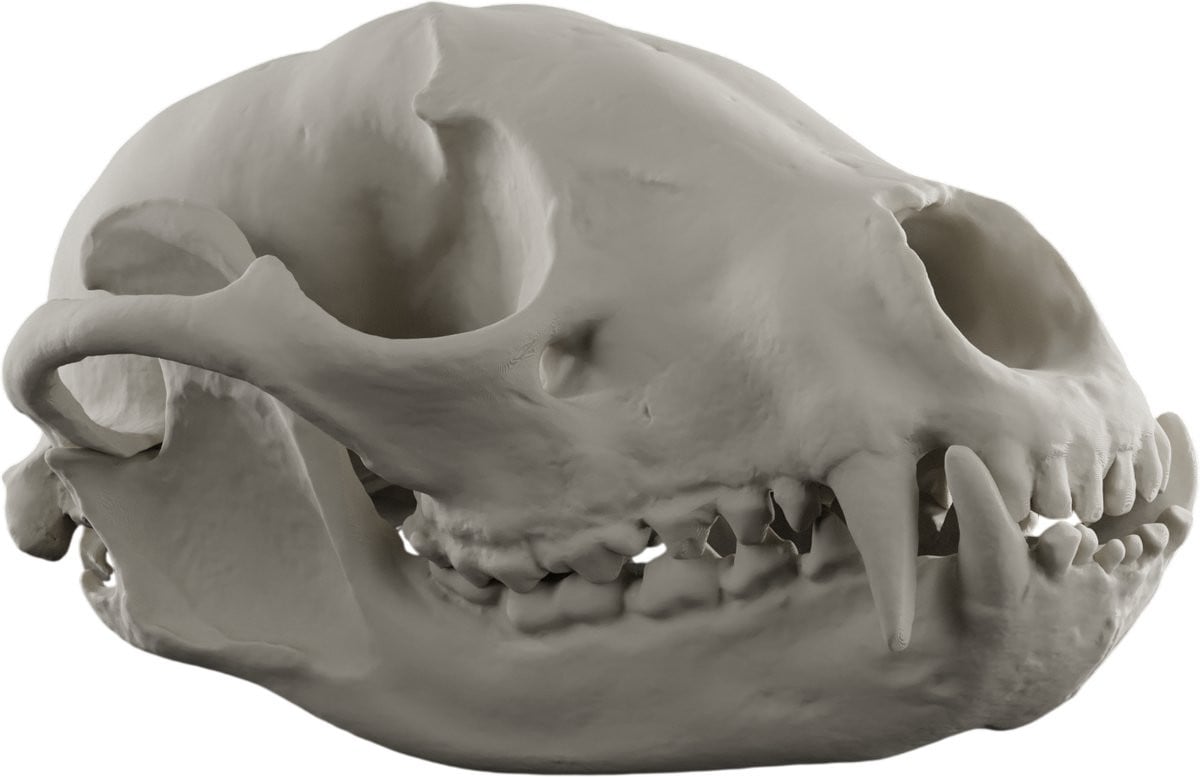 Wasbeer schedel decoratie replica in botkleur - Anatomisch model van een ethische schedel
