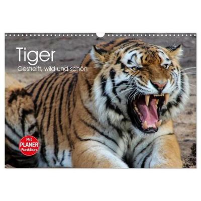 Tiger. Gestreift, wild und schön (Wandkalender 2027 DIN A3 quer), CALVENDO Monatskalender