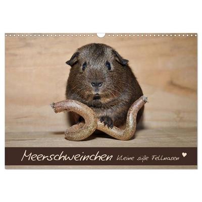 Meerschweinchen - Kleine süße Fellnasen (Wandkalender 2027 DIN A3 quer), CALVENDO Monatskalender