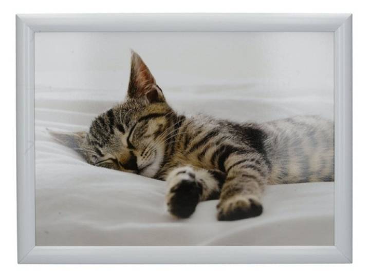 Laptray\, Schootdienblad\, Kitten\, 44 x 34 cm - Creative Tops