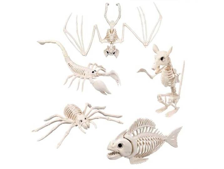 Boland Halloween decoratie 5 dieren skelet rat vleermuis spin