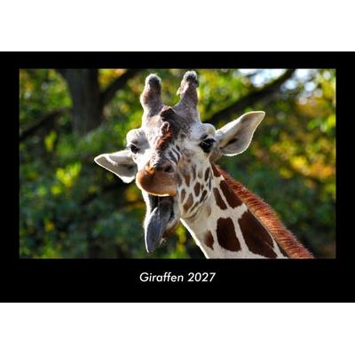 Giraffen 2027 Fotokalender DIN A3