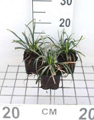 6 x Liriope muscari 'Ingwersen' Lilientraube - Potmaat: 9 x 9 cm - GRDplanten