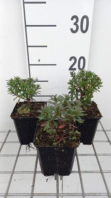 6x Iberis sempervirens Absolutely Amethyst Slijkbloem - Pot van 9 x 9 cm - GRDplanten