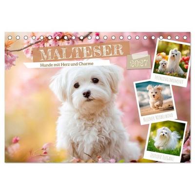 Malteser - Hunde mit Herz und Charme (Tischkalender 2027 DIN A5 quer), CALVENDO Monatskalender