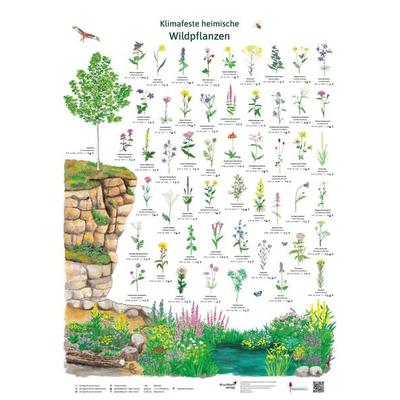 Klimafeste heimische Wildpflanzen, Sonstige von Dirk Krüger,Doris Schönhoff, Druckbunt Verlag GmbH, 978-3-946040-64-4