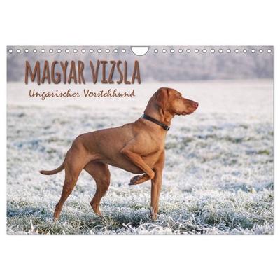 Magyar Vizsla - Ungarischer Vorstehhund (Wandkalender 2026 DIN A4 quer), CALVENDO Monatskalender