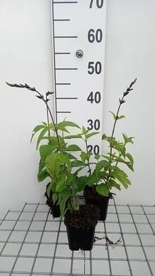 6 x Salvia guarneri Black And Blue - Stermos - Pot van 9 x 9 cm