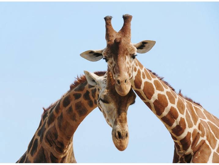 Fototapete PAPERMOON Verliebte Giraffen , bunt, B:1,5m L:1,11m, Vlies, Tapeten, Fototapete