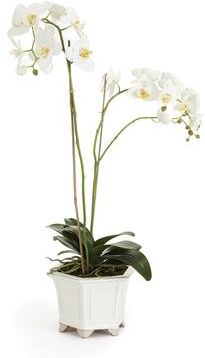 Porch & Petal "Barclay Butera Phalaenopsis In Ceramic Pot 31"""