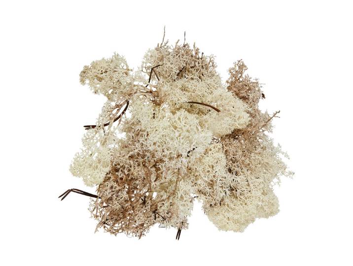 Glorex Islandmoos Natur 50 g