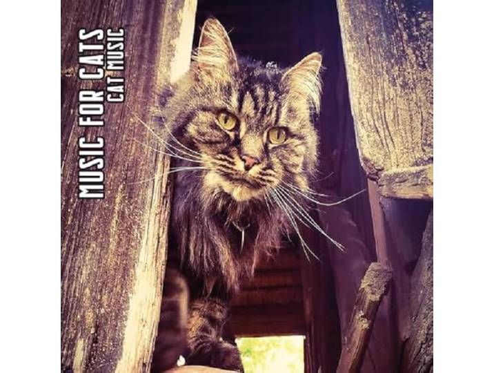 Cat Music