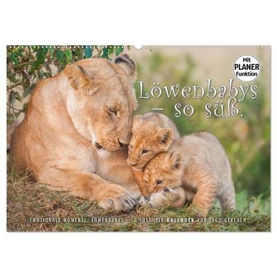 Emotionale Momente: Löwenbabys - so süß. (Wandkalender 2027 DIN A2 quer), CALVENDO Monatskalender