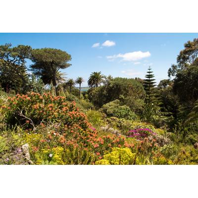 Fototapete PAPERMOON "GARTEN-BLUMEN BÄUME PFLANZEN PARK STEINE BLÜTEN WALD", bunt, B:5m L:2,8m, Vlies, Tapeten