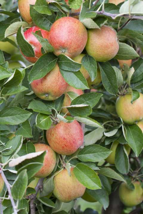 Pflanzen Apfelbaum Braeburn 7,5 L Container