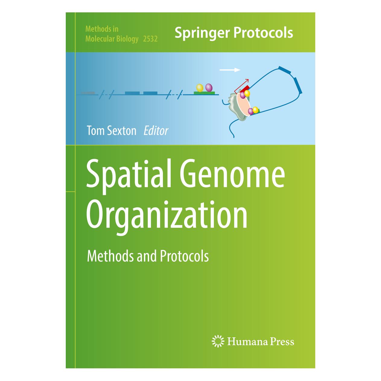 Springer Spatial Genome Organization (Englisch, Softcover, Tom Sexton) (56957811)