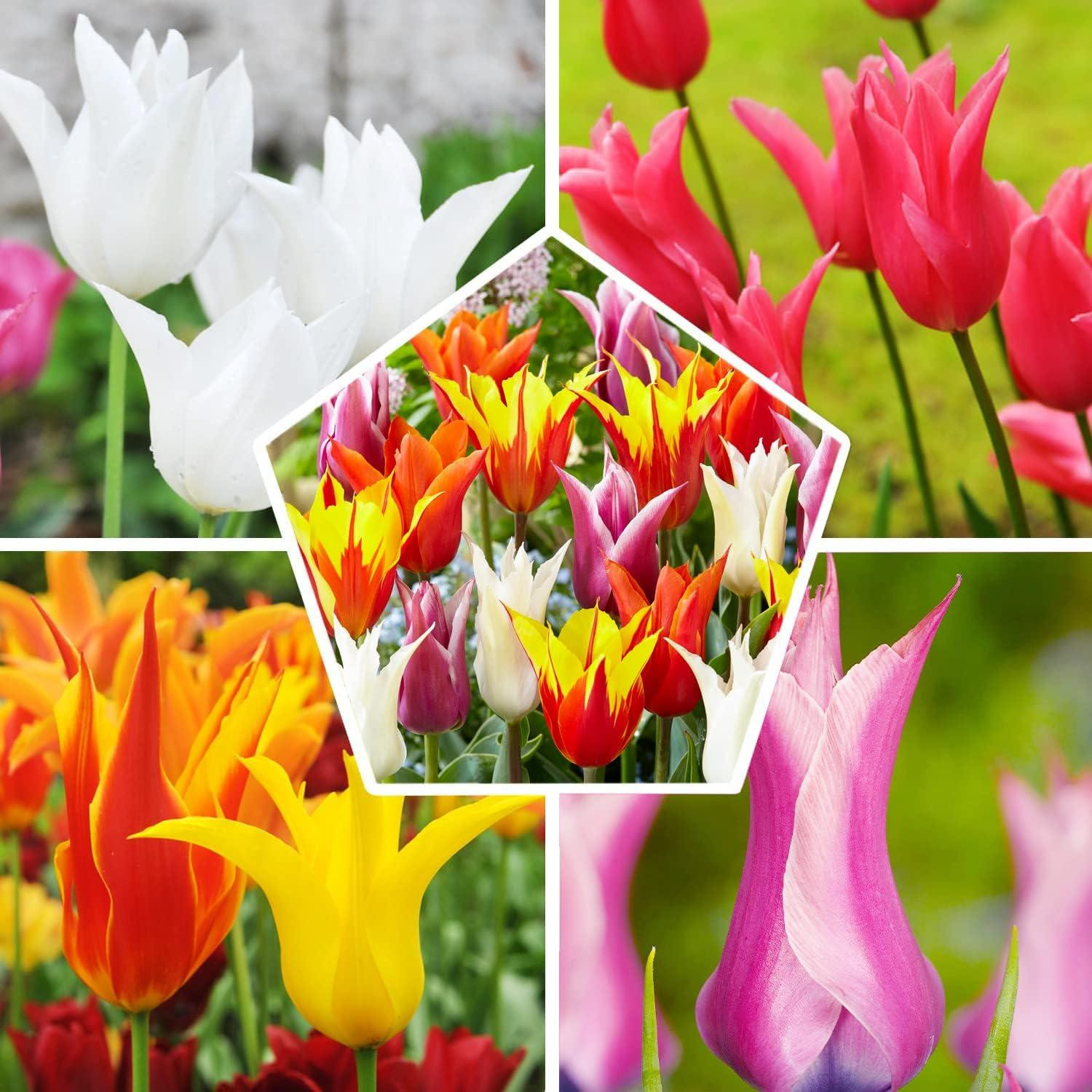 Dutch Bulbs Exclusive Winterharde Meerjarige Tulpbollen Bloemmix Lilietype - 25 stuks