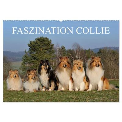 Faszination Collie 2027 (Wandkalender 2027 DIN A2 quer), CALVENDO Monatskalender