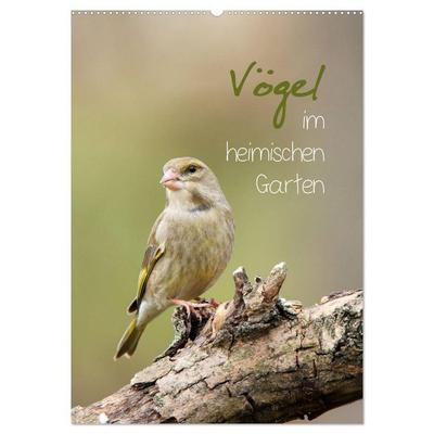 Vögel im heimischen Garten (Wandkalender 2026 DIN A2 hoch), CALVENDO Monatskalender