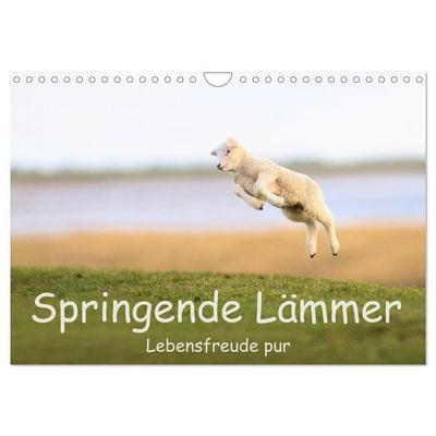 Springende Lämmer: Lebensfreude pur (Wandkalender 2027 DIN A4 quer), CALVENDO Monatskalender
