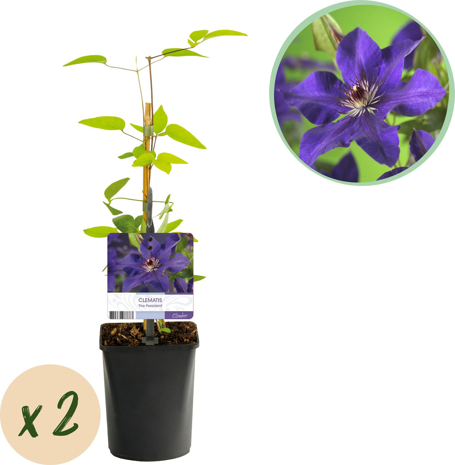Clematis The President Klimplant - Roze bloei - 2 stuks - Pot 11 cm - Hoogte: 30-40 cm - Pflanzenboutique