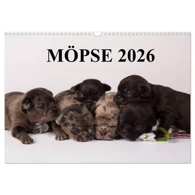 Möpse 2026 (Wandkalender 2026 DIN A3 quer), CALVENDO Monatskalender