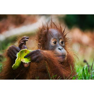 Fototapete PAPERMOON "Baby Orang-Utan-Porträt", bunt, B:2,5m L:1,86m, Vlies, Tapeten