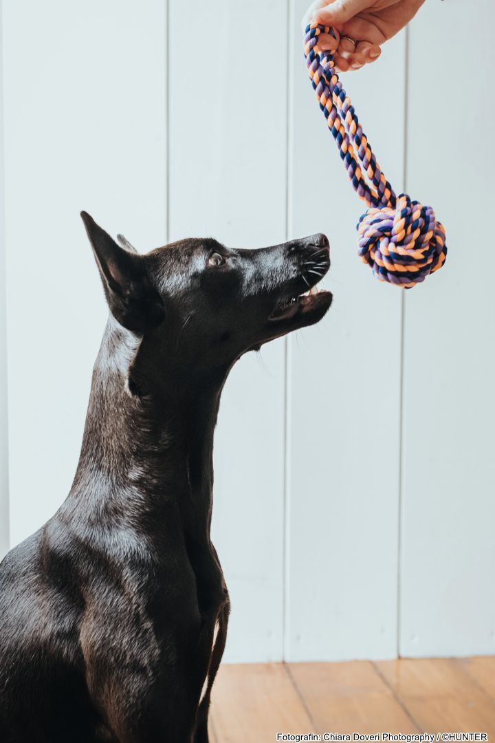 DOG SPORT HUNTER Hundespielzeug Jena Ball mit Handschlaufe Ø = 7,5 cm (24 cm Gesamtlänge)