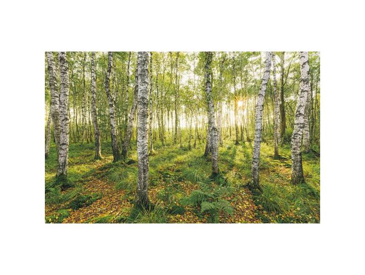 VLIESTAPETE SH043-VD4 BIRCH TREES