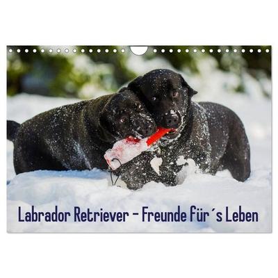 Labrador Retriever - Freunde für´s Leben (Wandkalender 2027 DIN A4 quer), CALVENDO Monatskalender