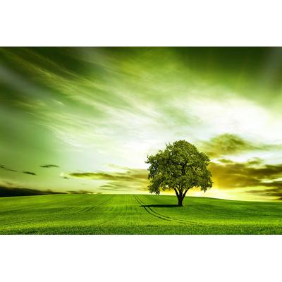 Papermoon "Baum in Feld"